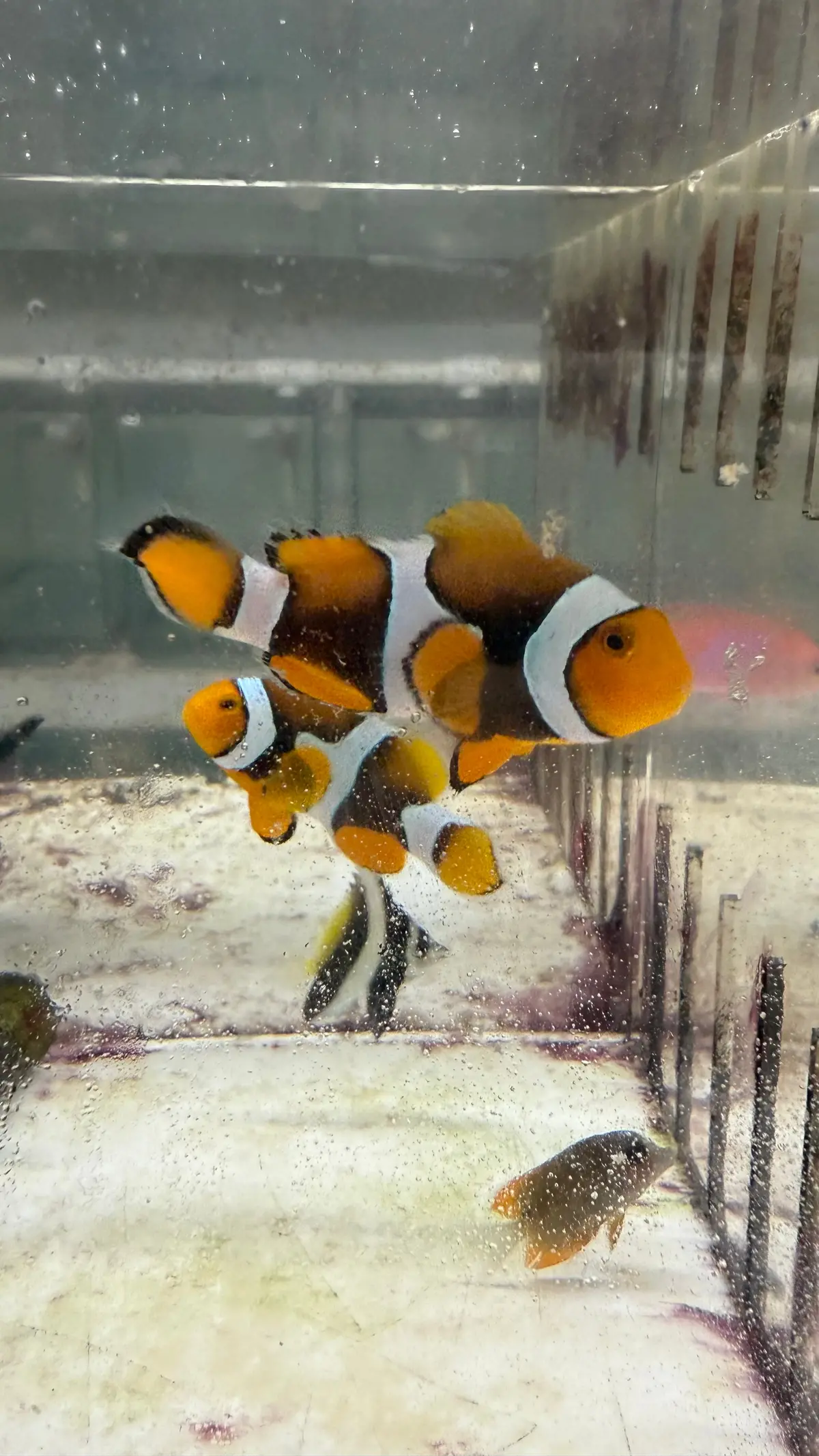 Pair True Percula Clownfish-Super Black Pair 3 1