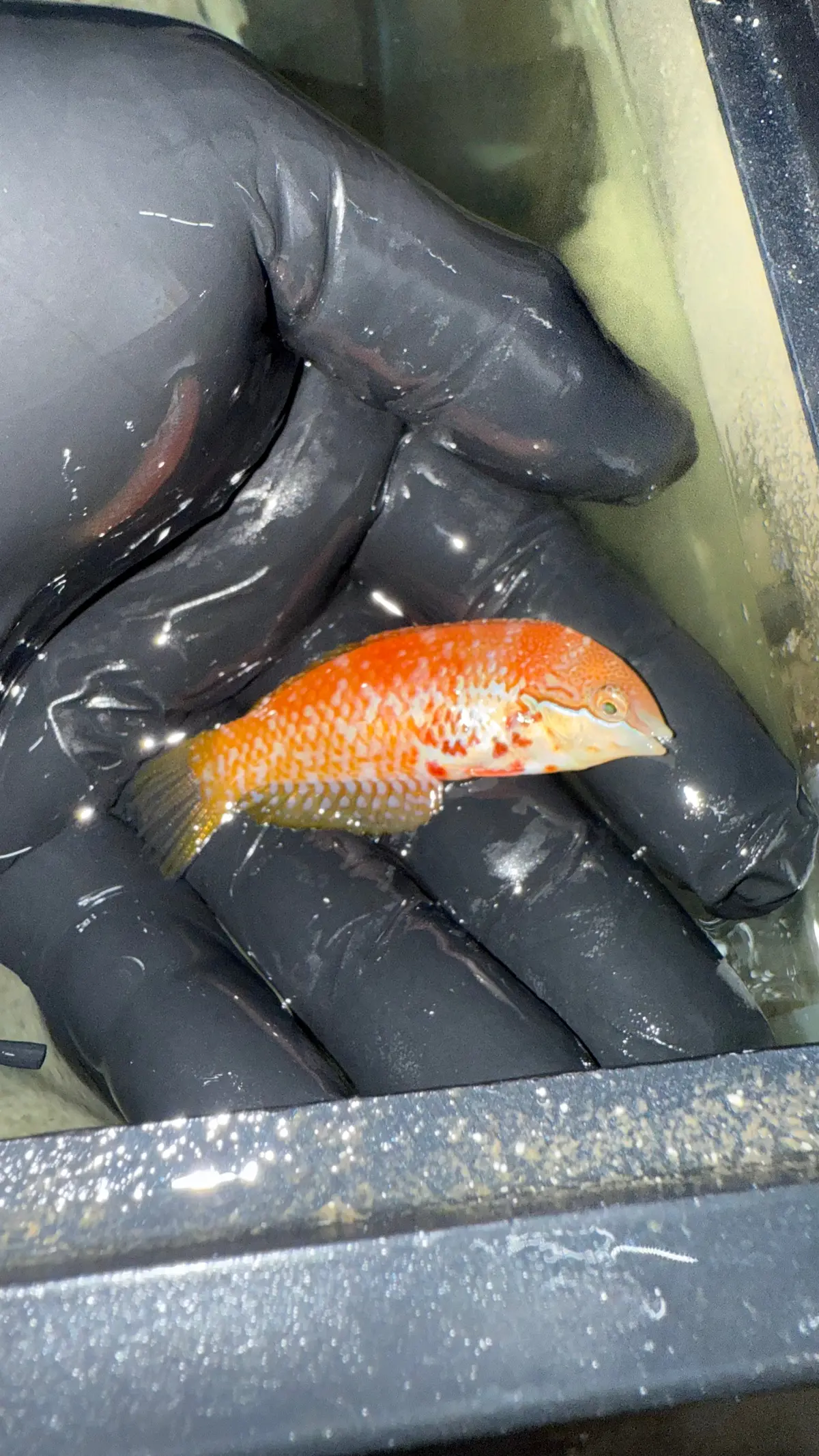 Hybrid Madagascar Leopard Wrasse (Macropharyngodon Vivienae/Lapillus) 1