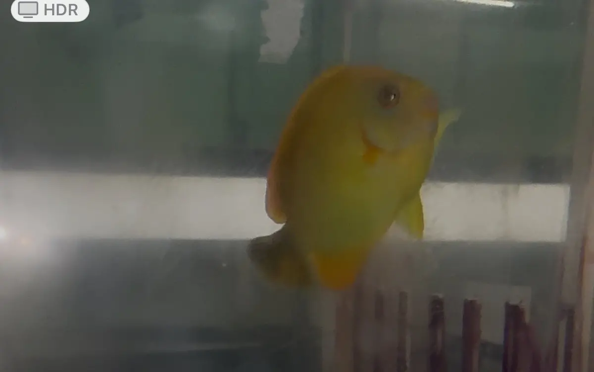 Lemonpeel Hybrid (3" Captive Bred) 1