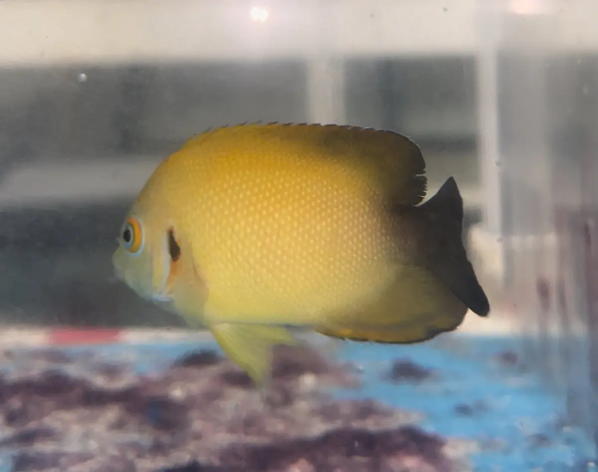 Xanthic  Eibli Tigerpyge Angel (2”) 1