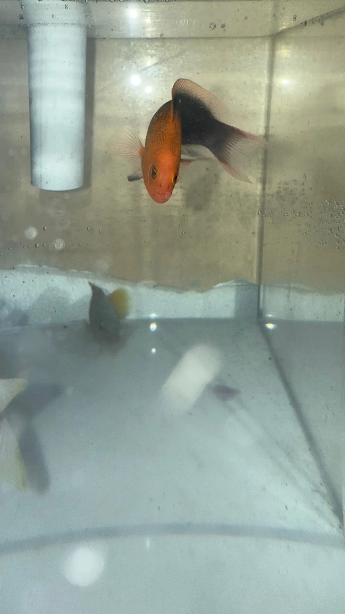 Elongate Dottyback (Pseudochromis Elongatus) 1