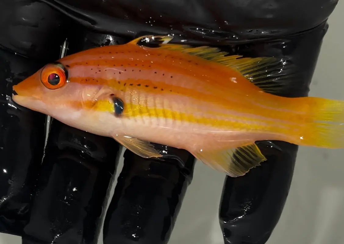 Five Stripe Hogfish | Bodianus Paraleucosticticus (4") 1