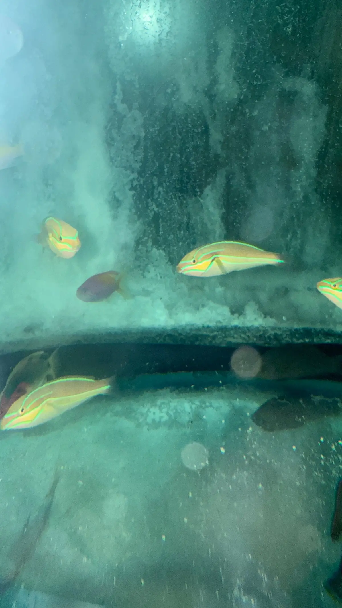 Bluelined Wrasse (Stethojulis Albovittata) 1