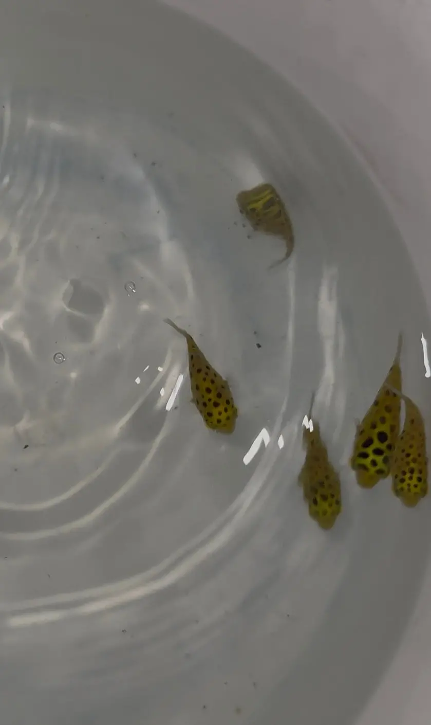 Green Spotted Puffers (Tetraodon Nigroviridis) 1