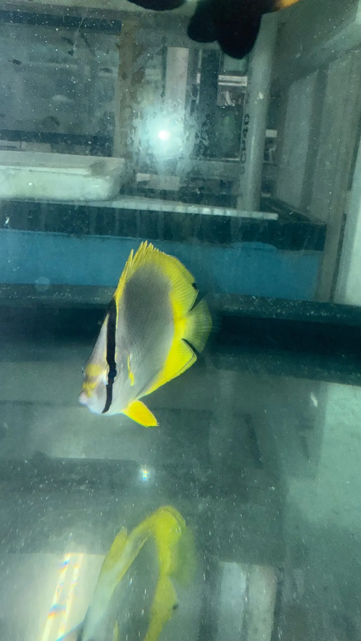 Spotfin Butterflyfish (Chaetodon Ocellatus) 1