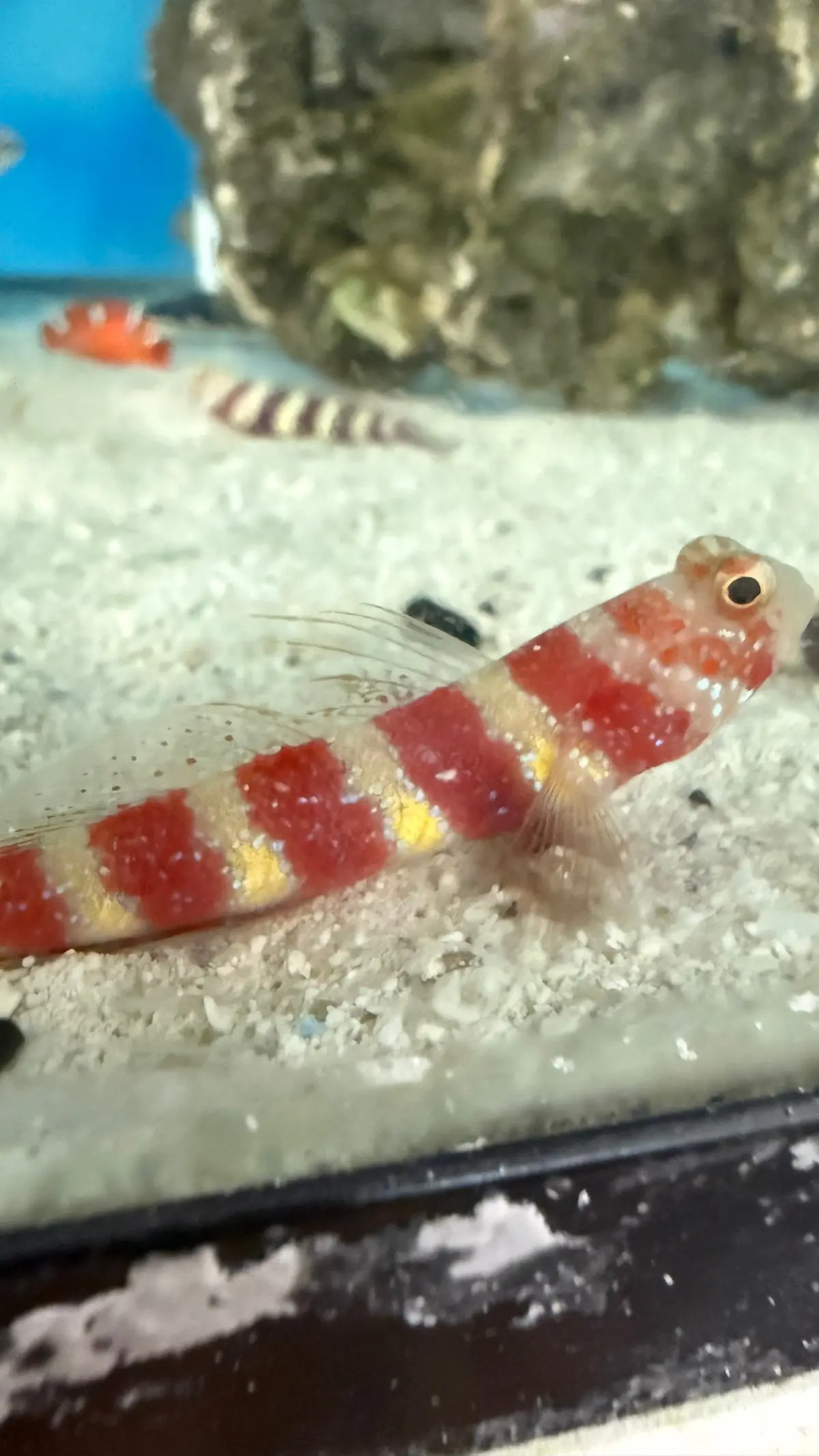 Wheeler's Shrimp Goby Fish (Amblyeleotris Wheeleri) 1
