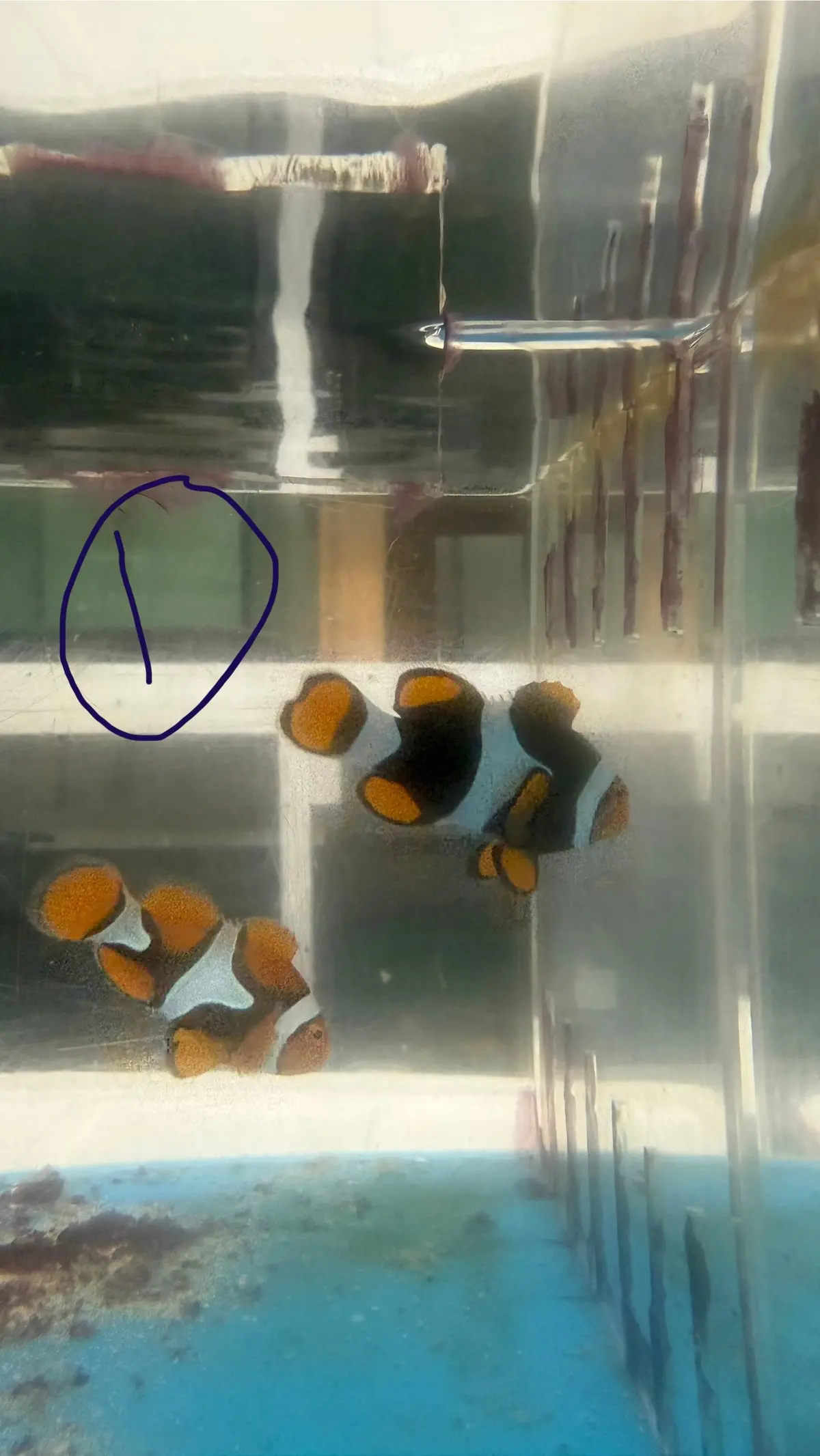 True Percula Clownfish-Super Black Pair (Wysiwyg #11) 1