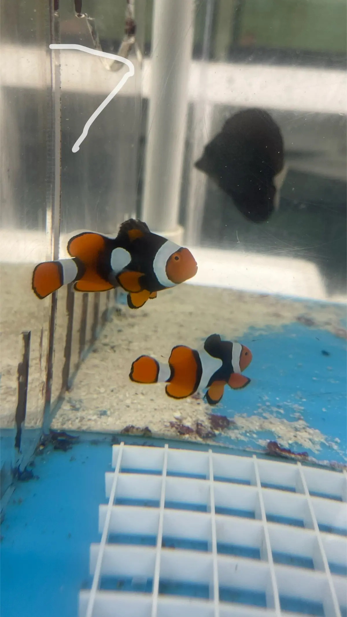 True Percula Clownfish-Super Black Pair 7 1