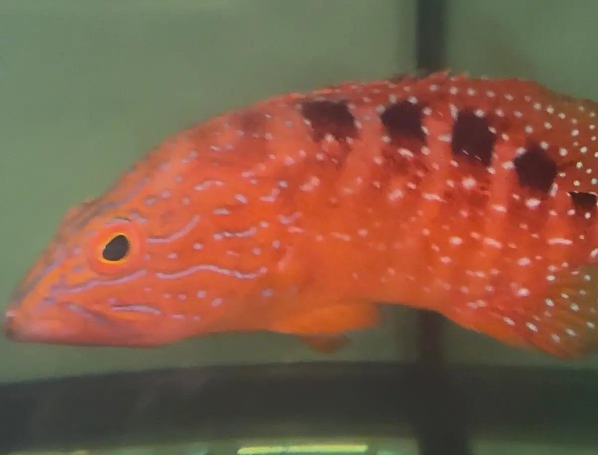 Six Banded Saddle Grouper | Cephalopholis Sexmaculata-7” 1