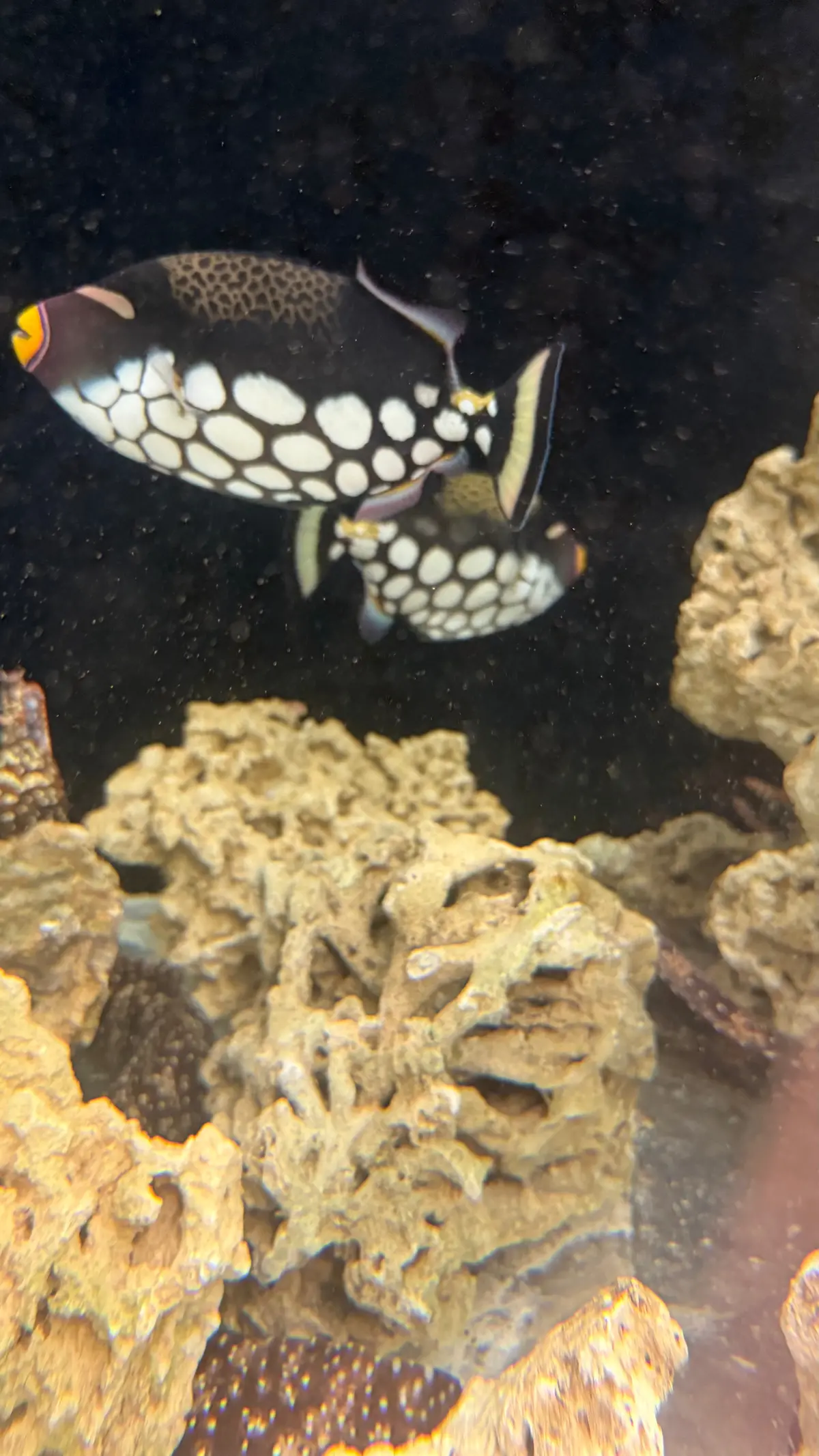 Clown Trigger | Balistoides Conspicillum (Pair-8-9" Each) 1