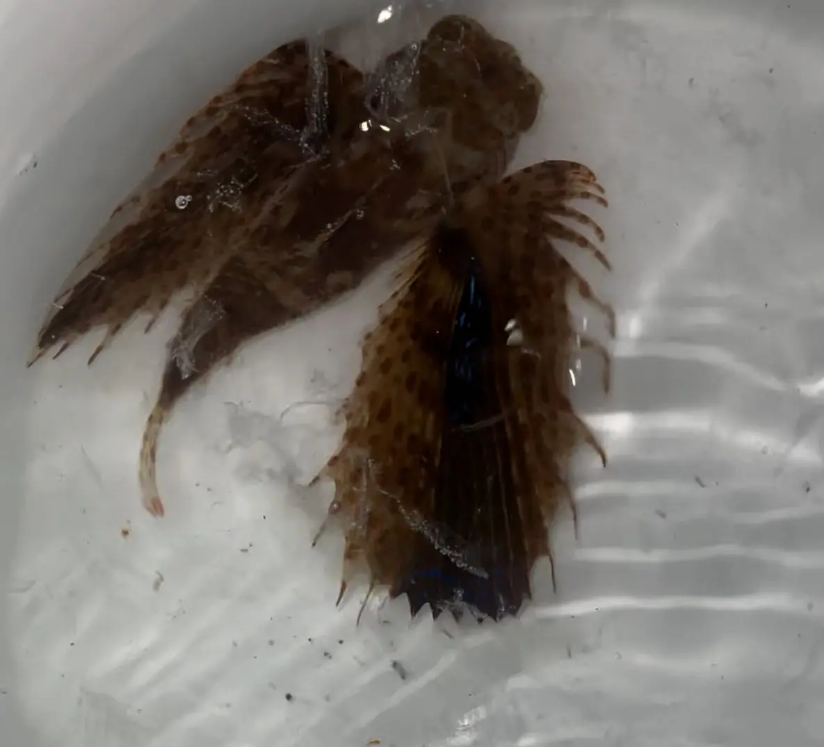 Oriental Flying Gurnard |Dactyloptena Orientalis (6") 1