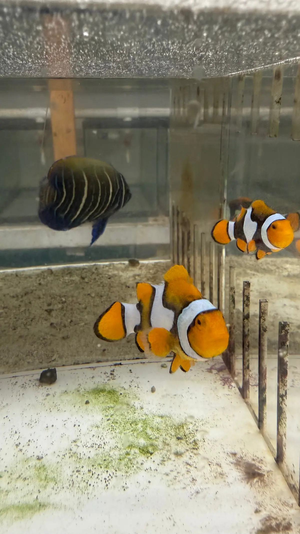 True Percula Clownfish-Super Black Pair (Wysiwyg #4) 1