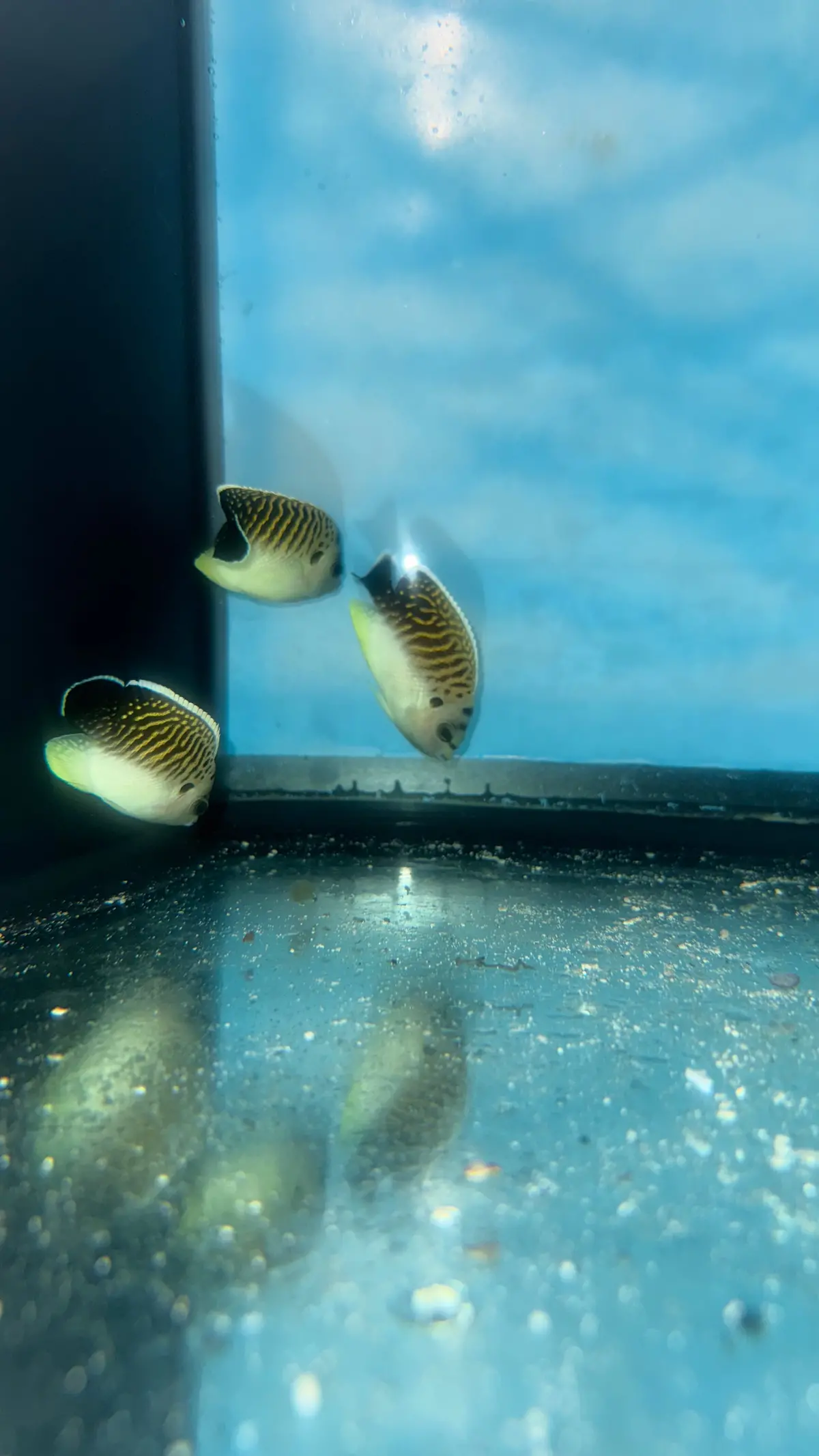 Trio Of Tiger Angelfish (2" Juv) (Apolemichthys Kingi ) Wysiwyg 1