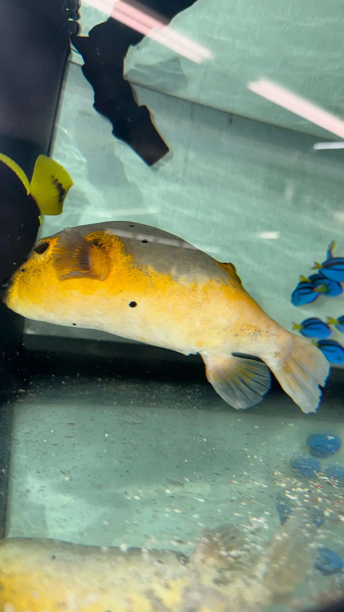 Dog Face Puffer-Yellow Belly (8") 1