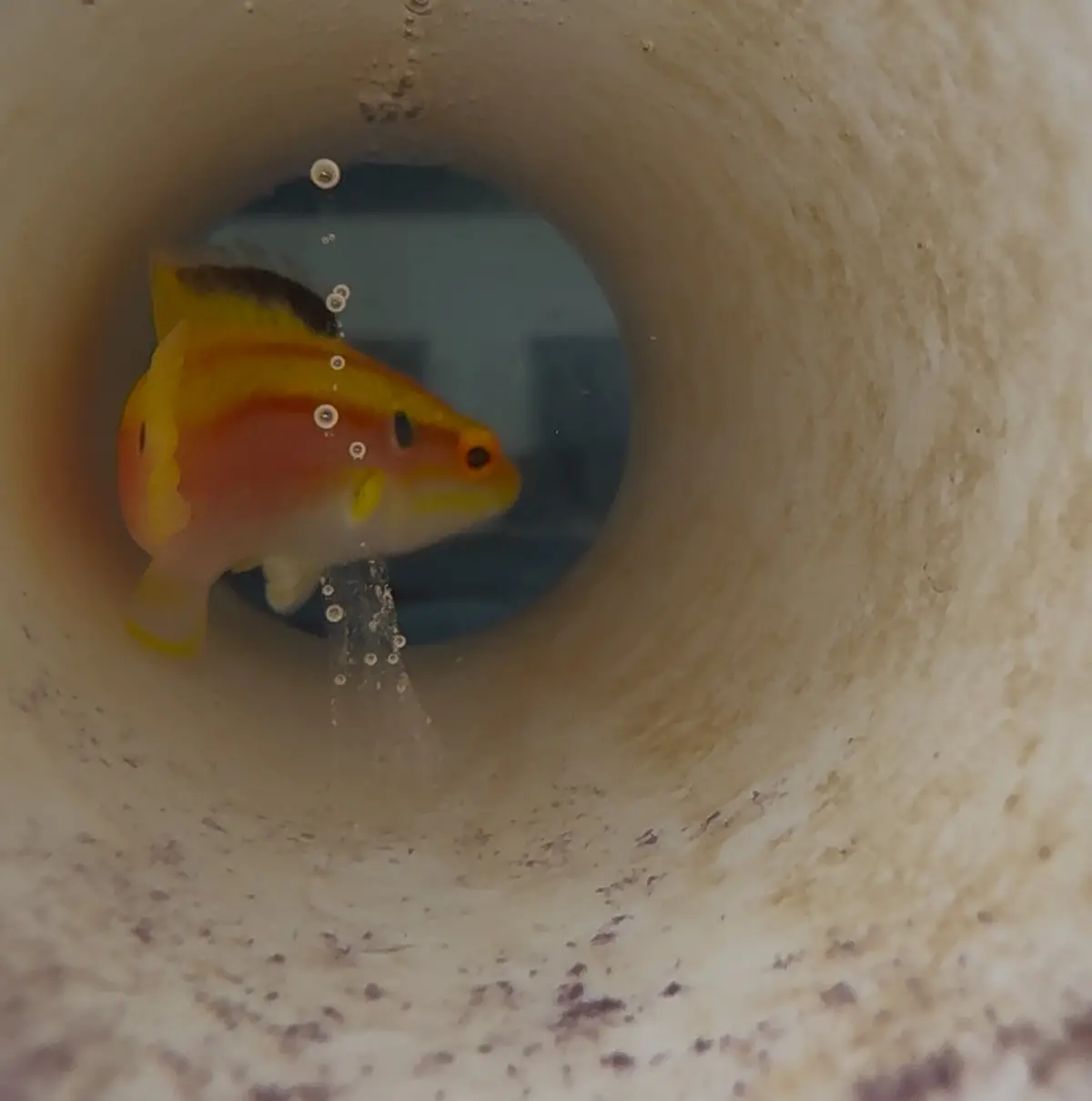 Two-Spot Hogfish-Xxl 1