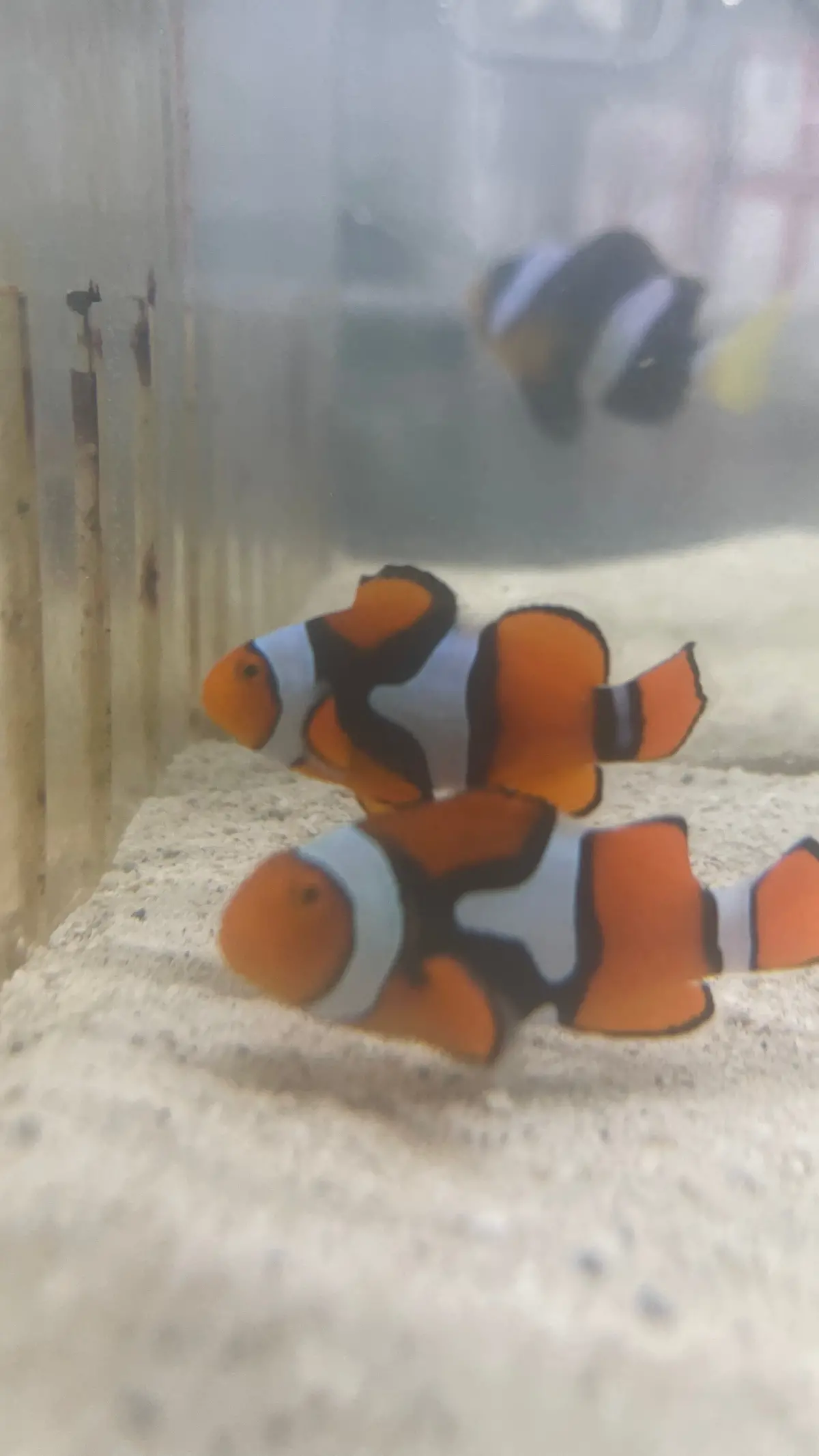 True Percula Clownfish Pair-Solomon Island #4 1