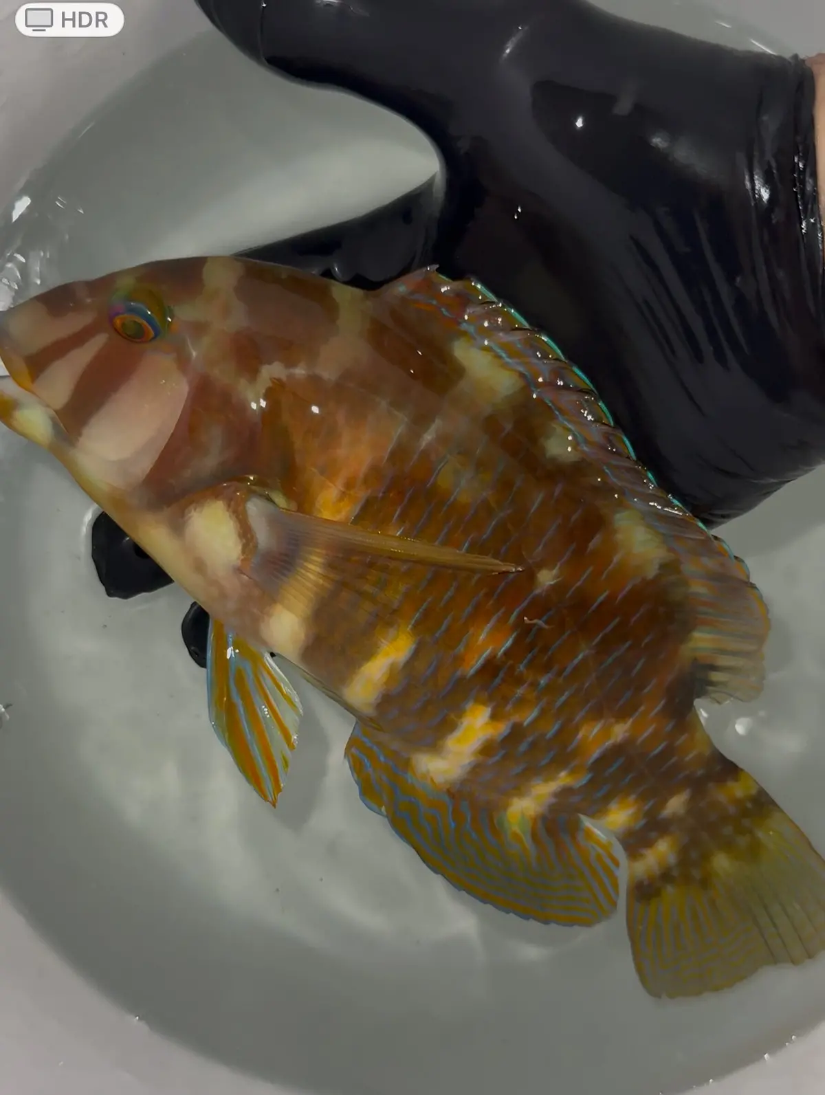 Australian Graphic Tuskfish-Choerodon Graphicus (12") 1