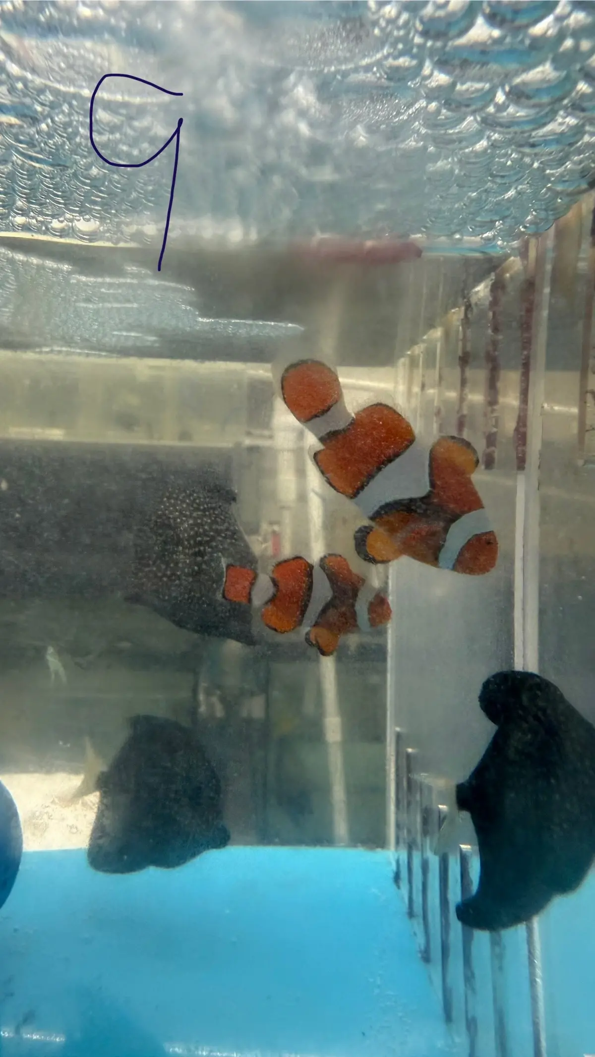 Pair True Percula Clownfish-Super Black -Pair 9 1