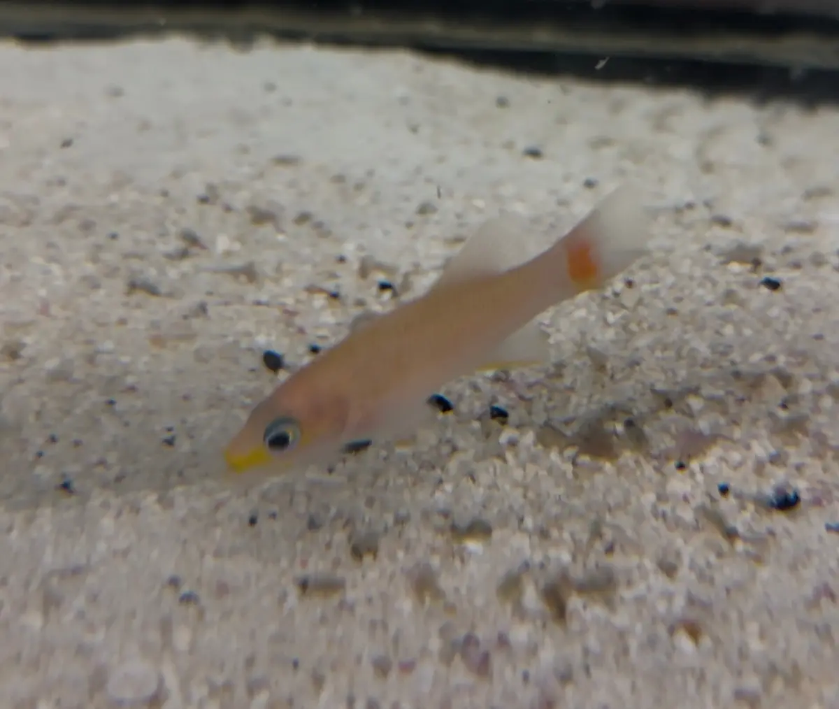 Red Tail Basslet (New Species )| Liopropoma Sp 1