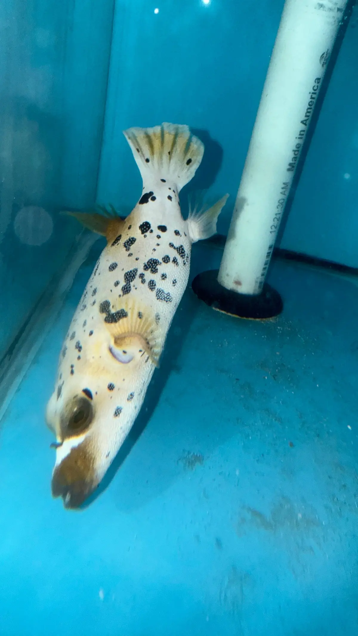 Dalmation (Speckled) Dog Face Puffer (6”) 1