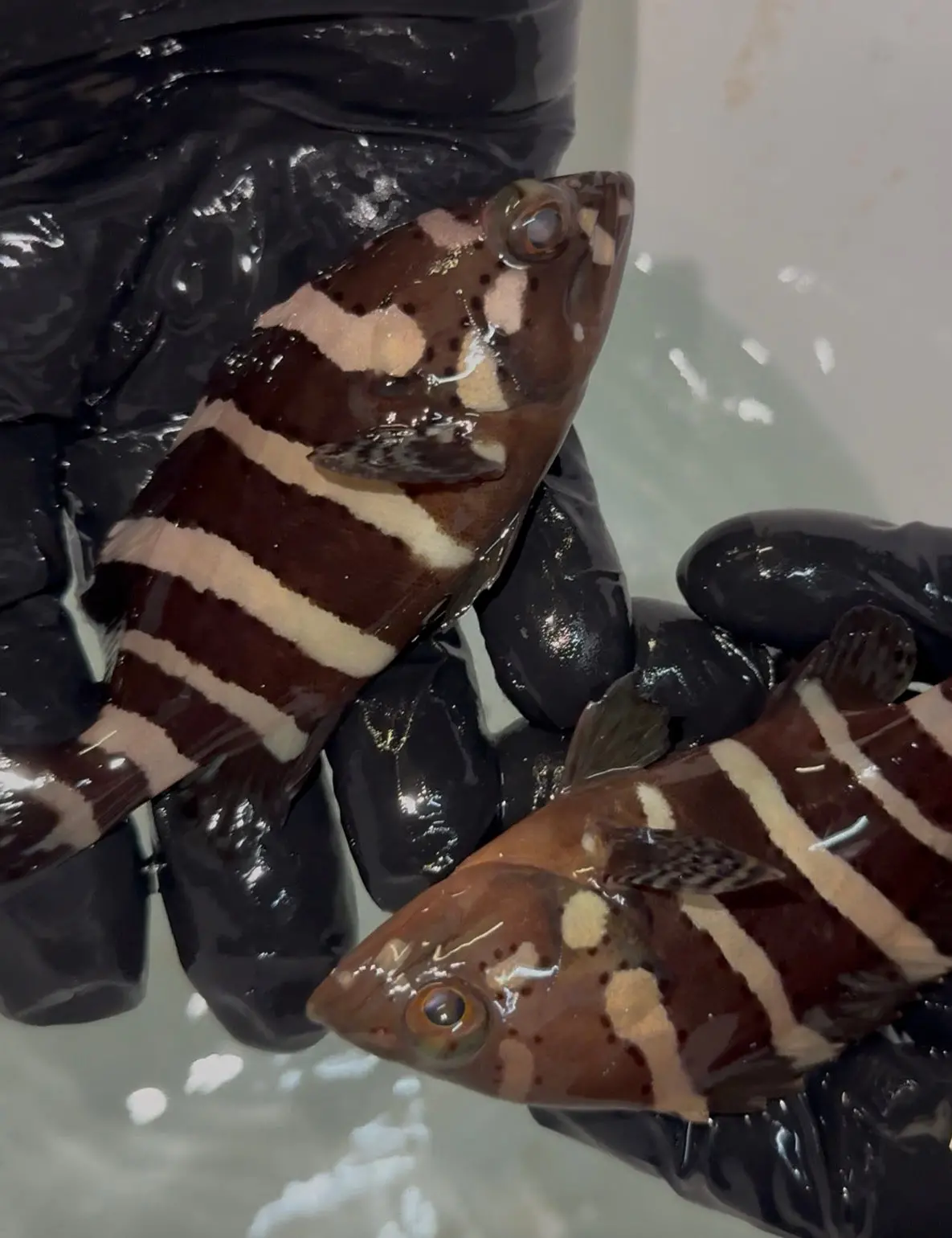 Banded Grouper |Epinephelus Amblycephalus (4”) 1