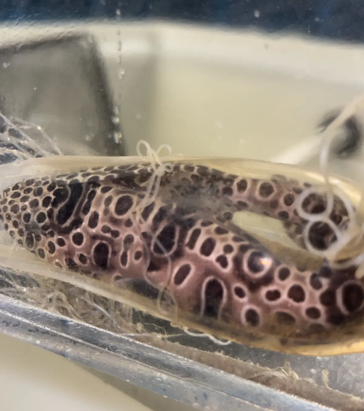 Sarawak Pygmy Swell Shark Egg 1