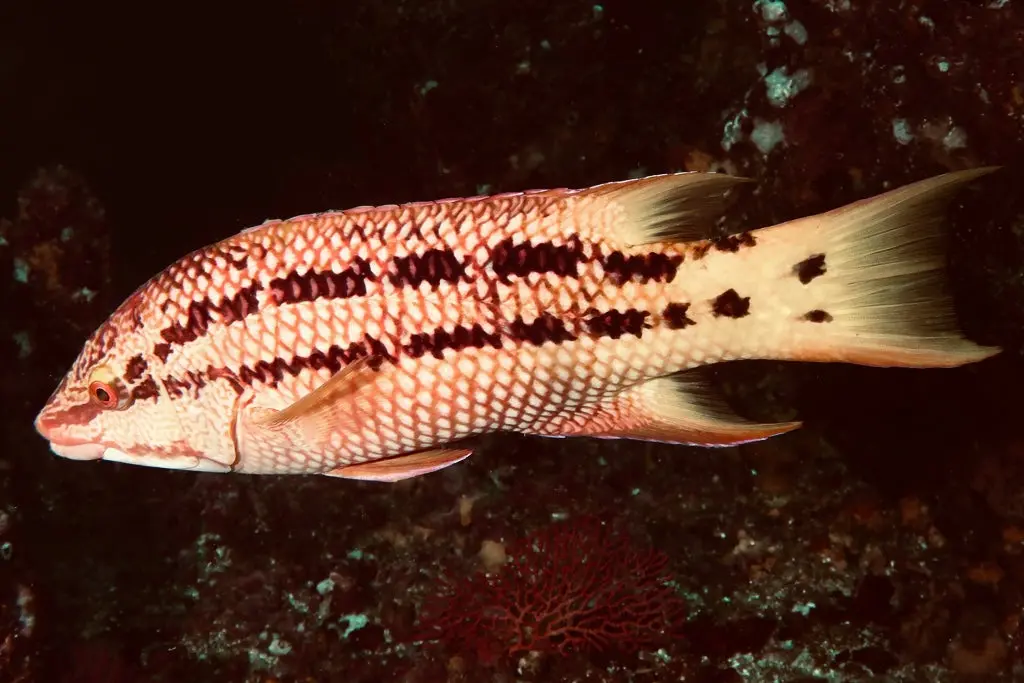 Mexican Hogfish (Bodianus Diplotaenia)-3" 1