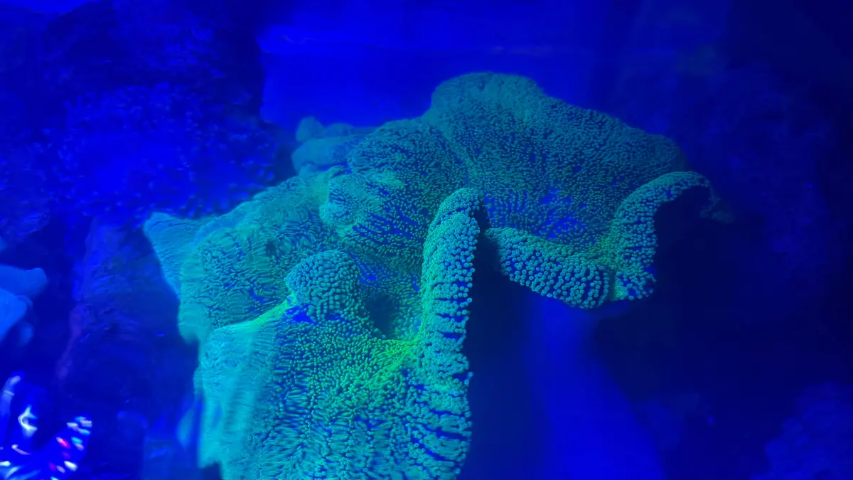 Carpet Anemone-Green Haddoni (15-18") 1