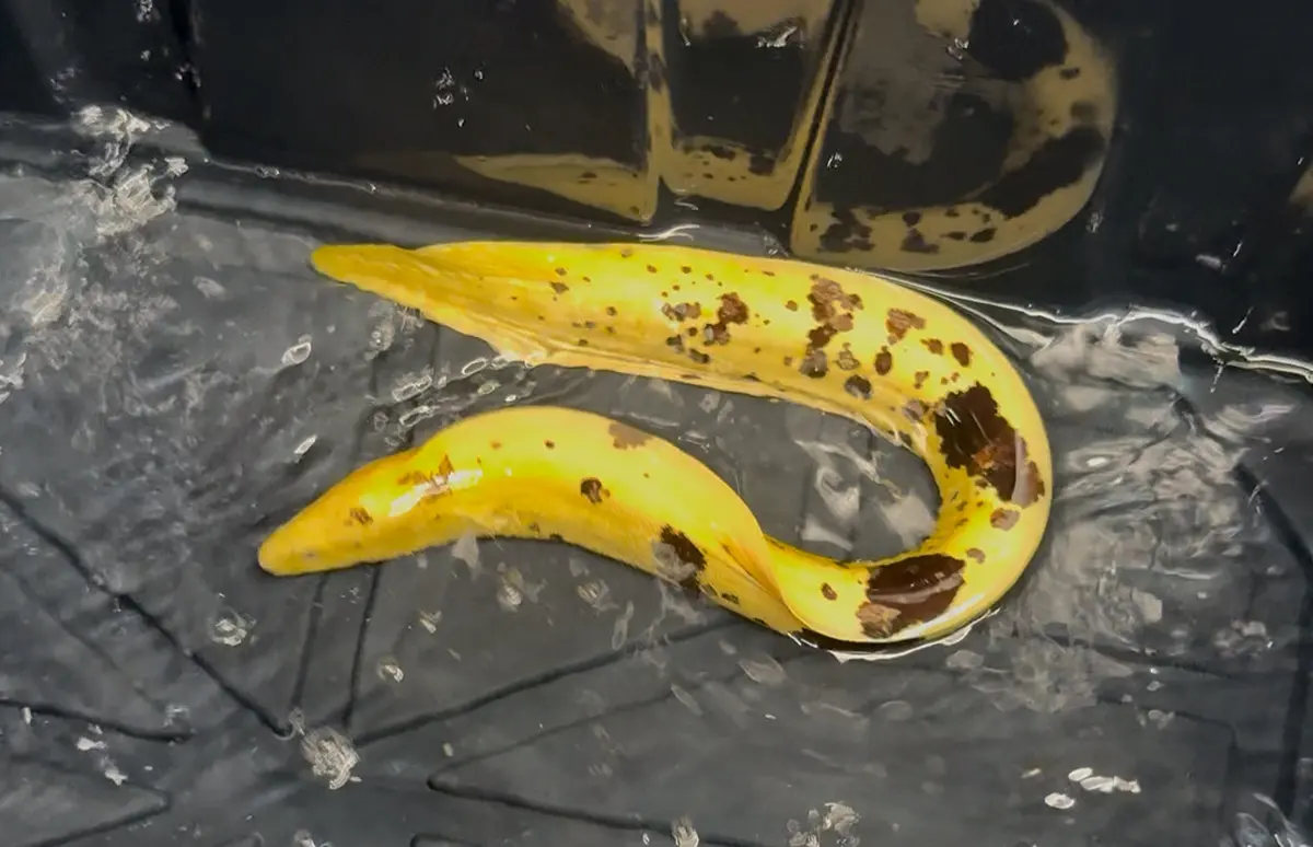 Brazilian Jumbo Banana Eel - 14” Crazy Color 1