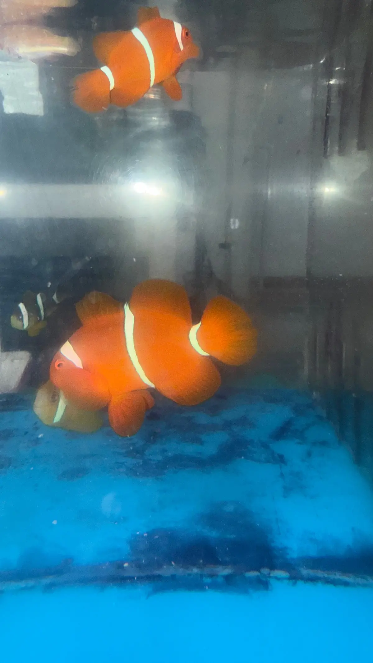 Maroon Clownfish Pair-Wc Mated 1