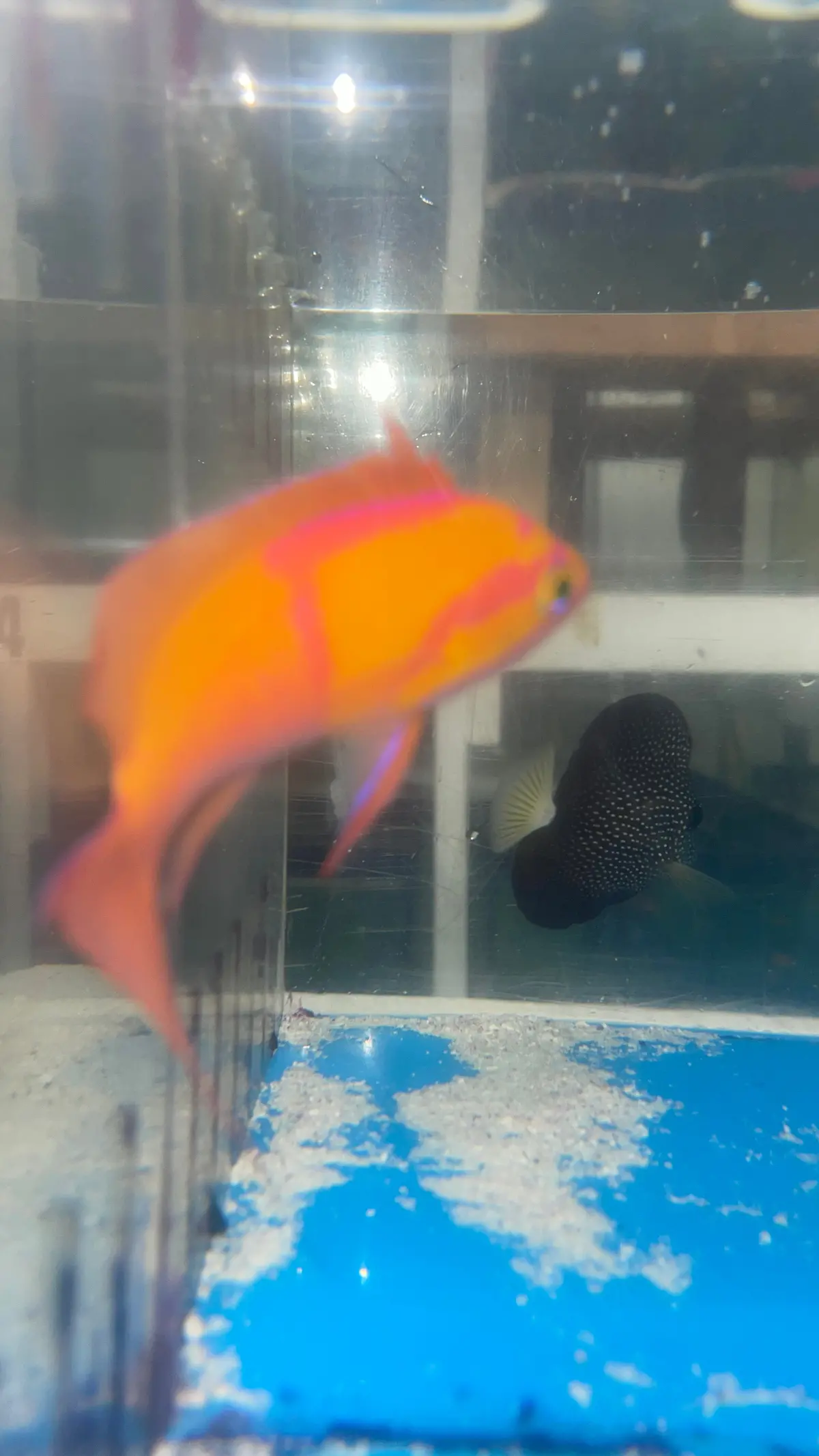 White Bar Anthias | Pseudanthias Leucozonus 1