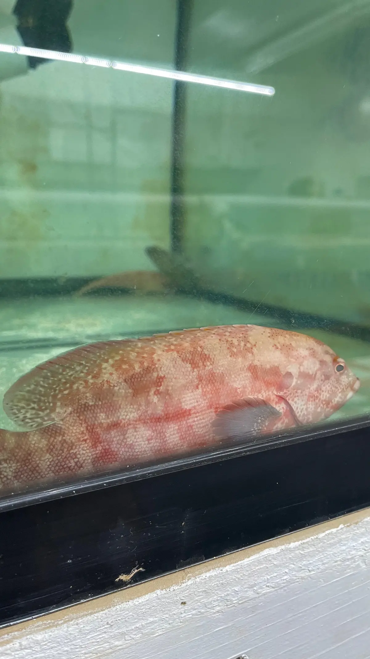 African Red Grouper | Cephalopholis Taeniops  7-8” 1