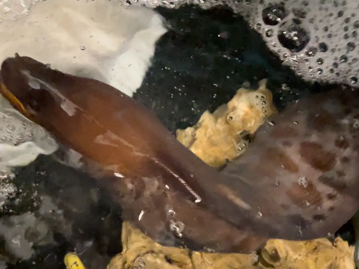 Stout Moray | Muraena Robusta-30”+ 1