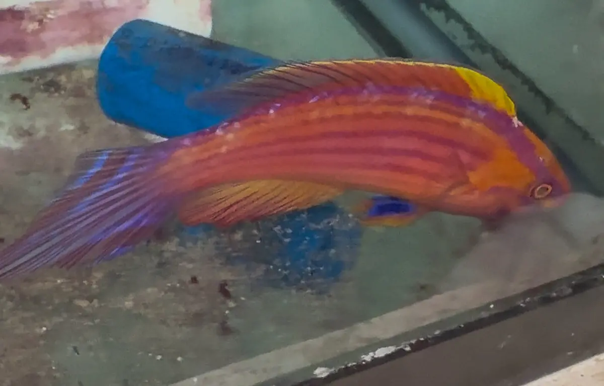 Rose-Band Fairy Wrasse (Cirrhilabrus Roseafascia) -Xl Ultra Supermale (4-5") 1