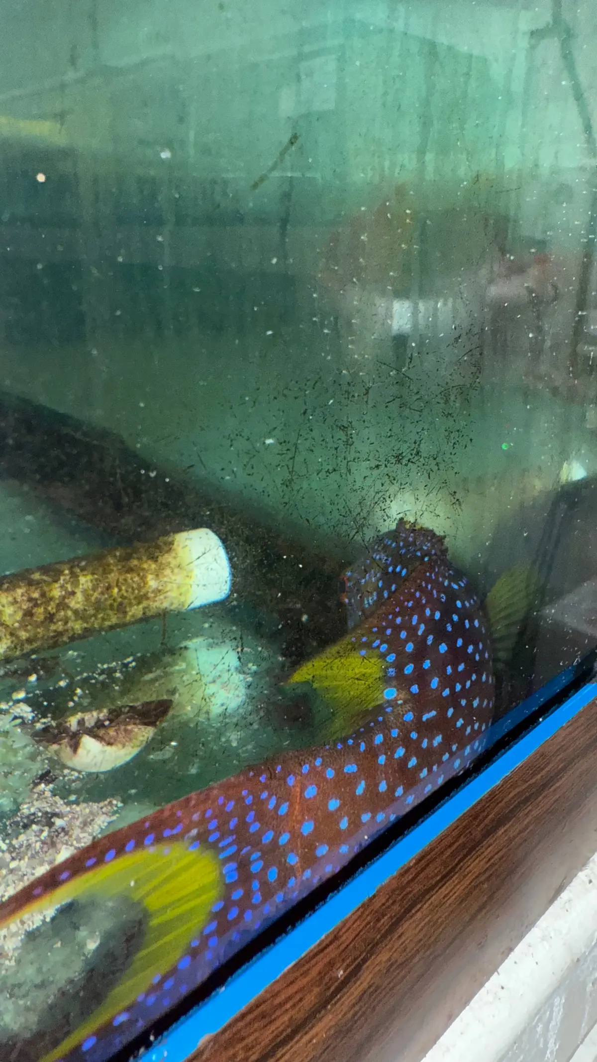 Lyretail Grouper (4-5”) 1