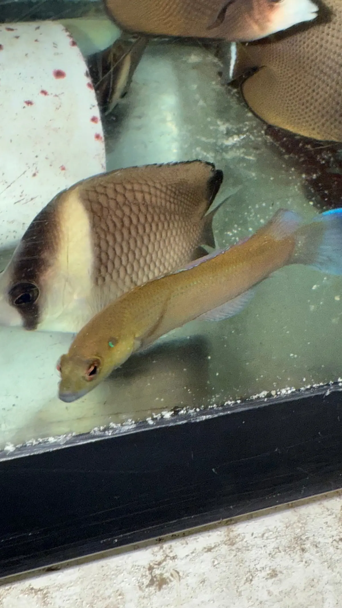 White-Nosed Dottyback | Pseudochromis Leucorhynchus 1