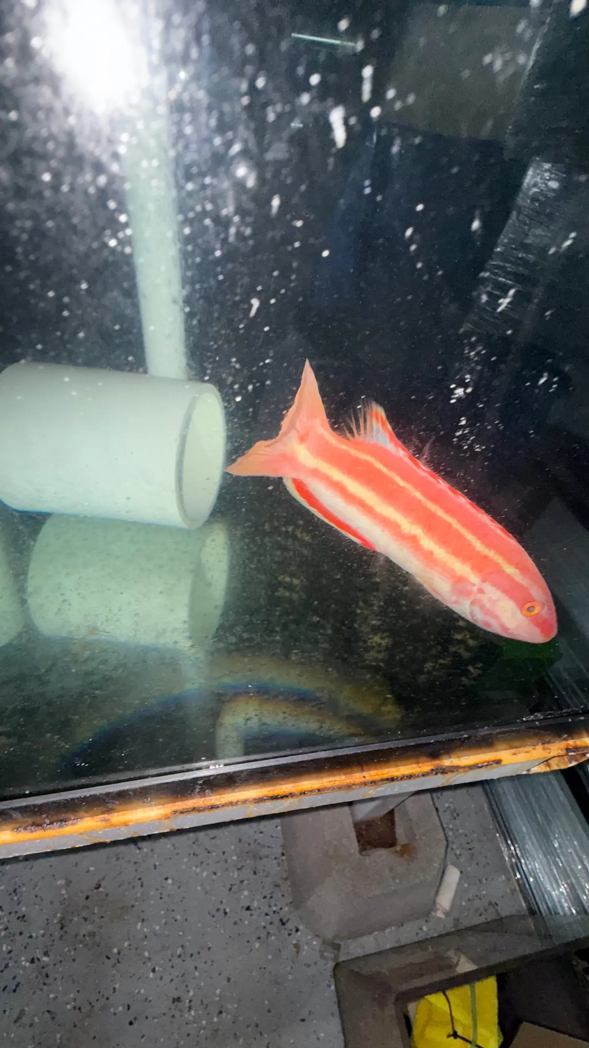 Black Spot Hogfish | Bodianus Opercularis 1
