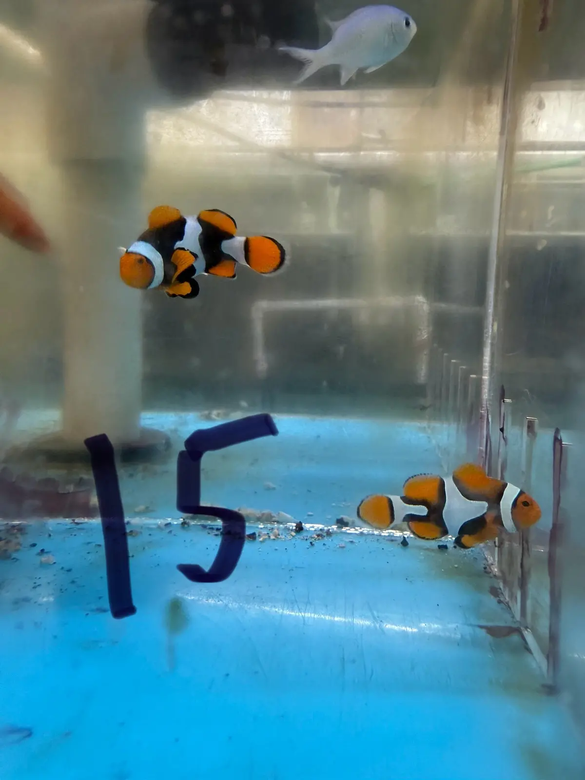True Percula Clownfish-Super Black Pair 15 1