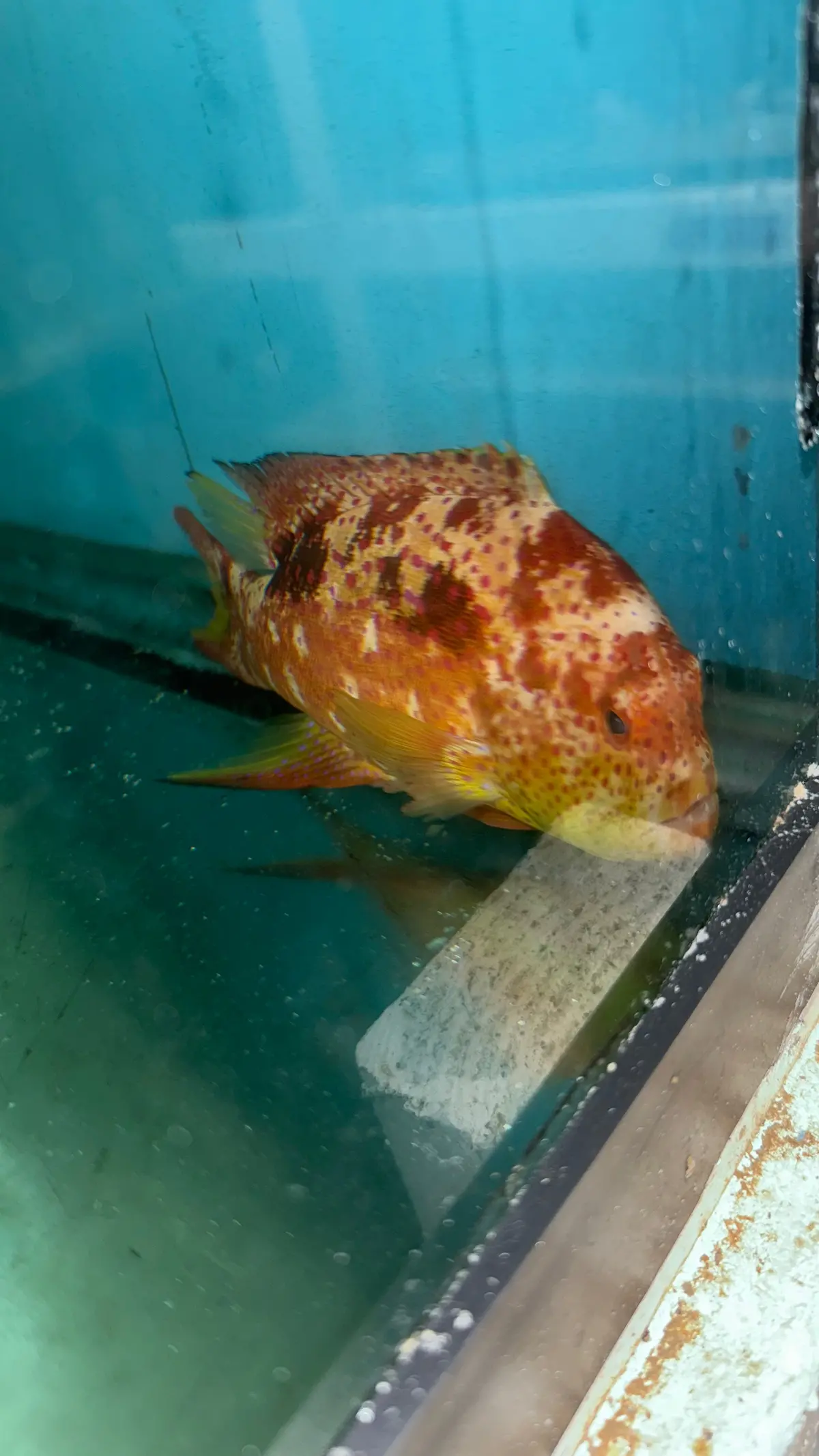 Lyretail Grouper (7-8”) 1