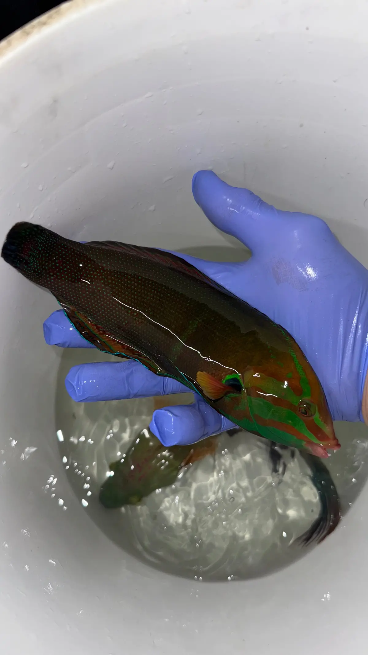 Formosa Coris Wrasse (10") Red Sea 1