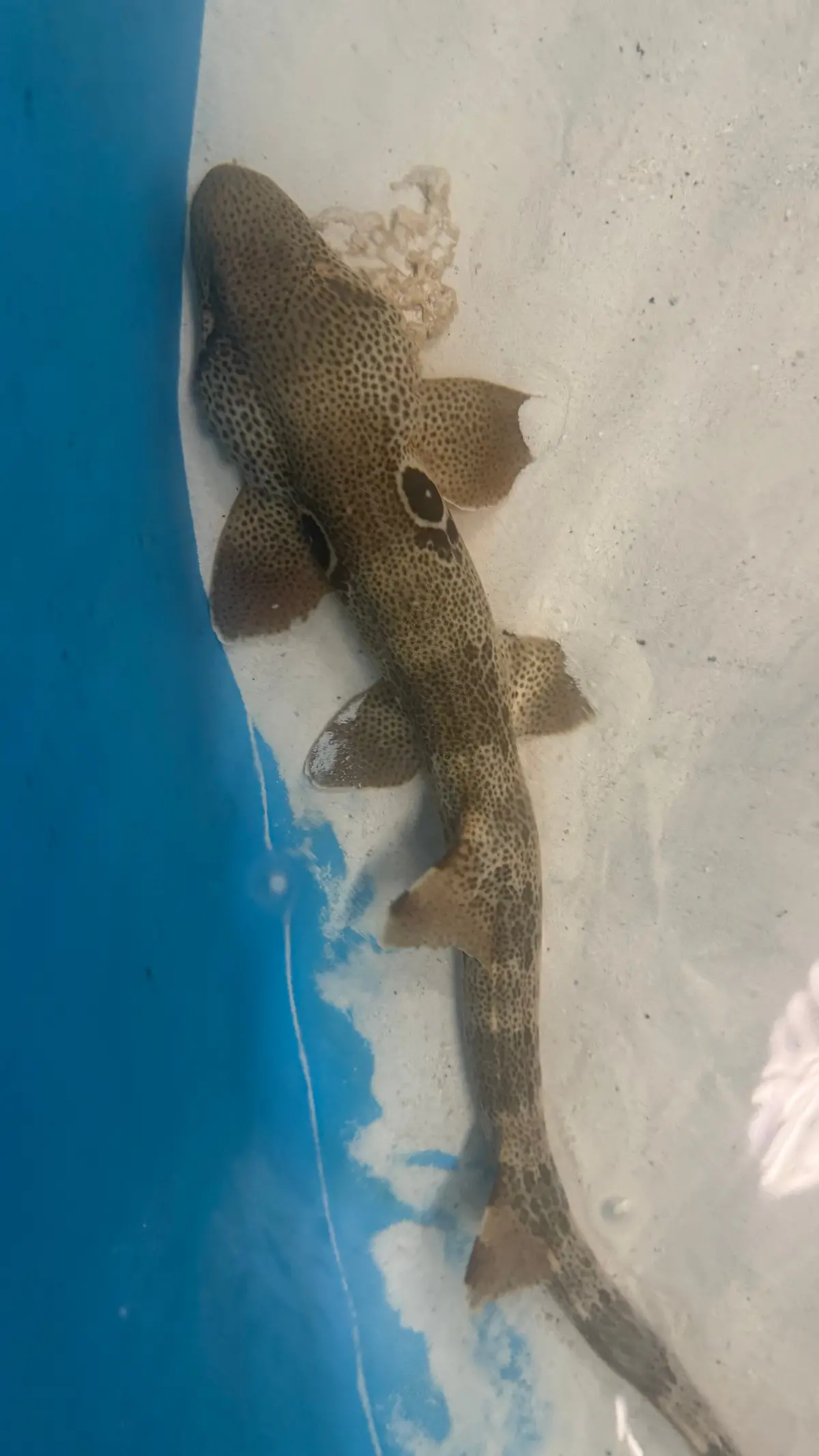 Speckled Carpetshark | Hemiscyllium Trispeculare (24") 1