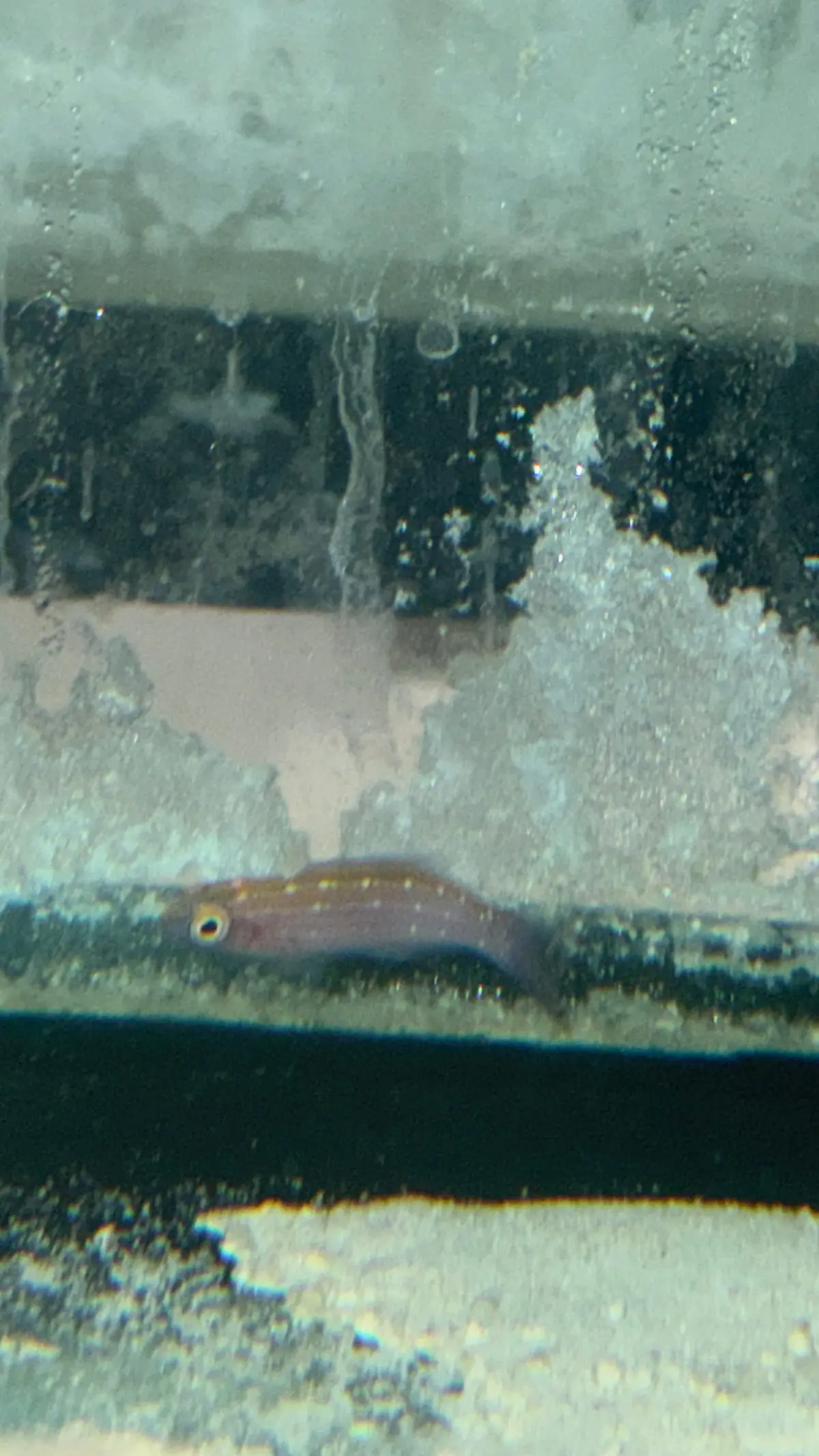 Earl's Fairy Wrasse Female | Cirrhilabrus Earlei 1