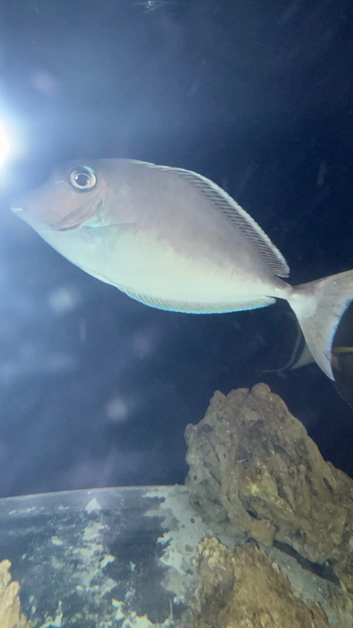 Whitemargin Unicornfish (Naso Annulatus)-8" 1