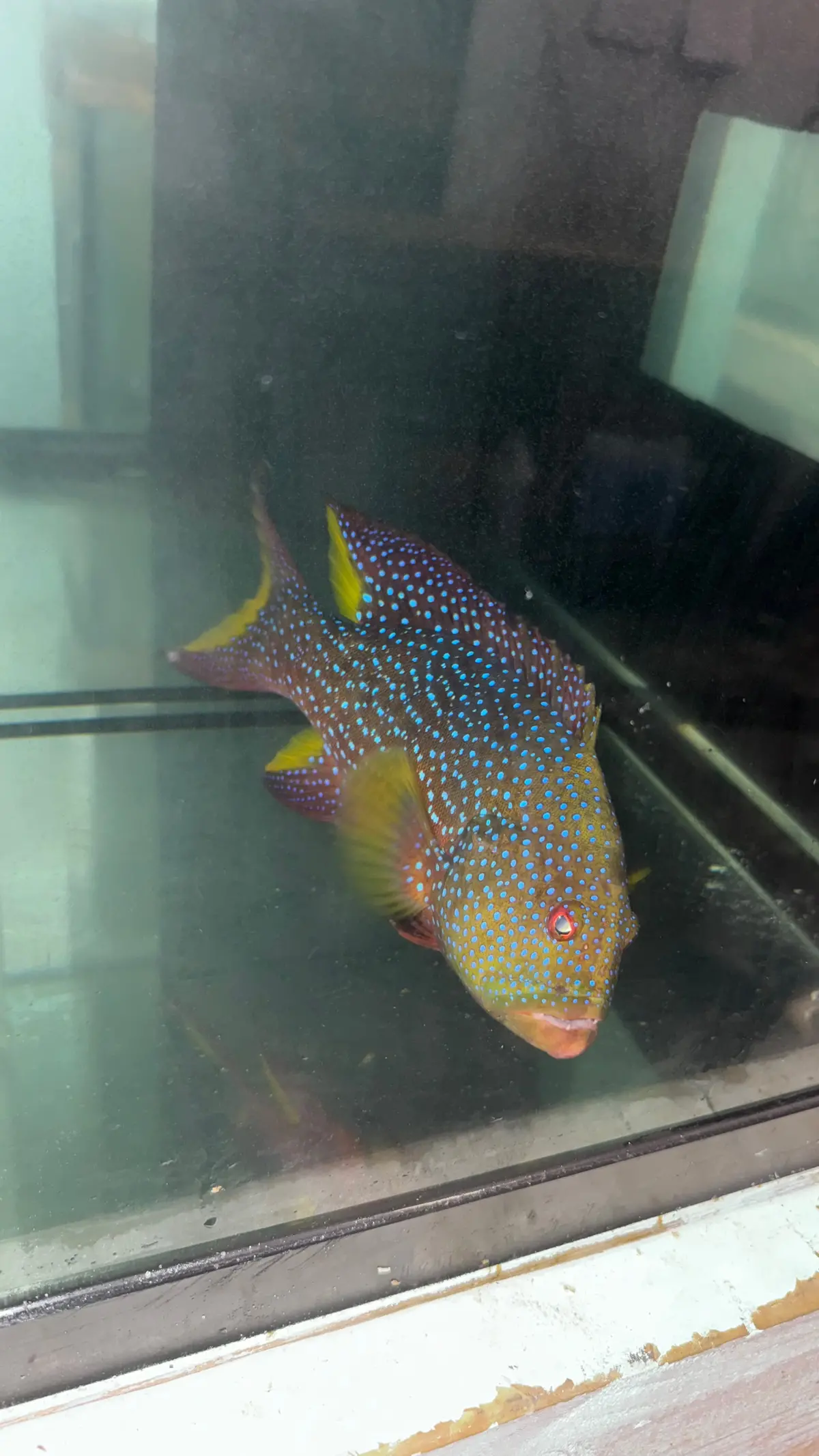 Lyretail Grouper 12-14” 1