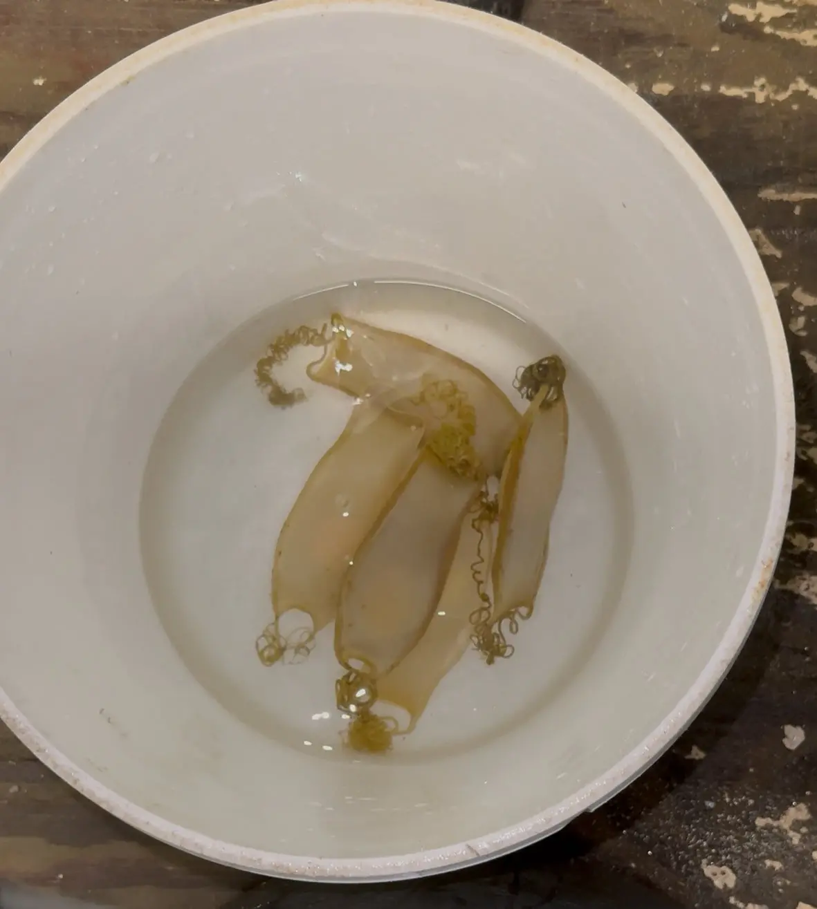 Cephaloscyllium Umbratile Shark Egg (Blotchy Swell Shark) 1