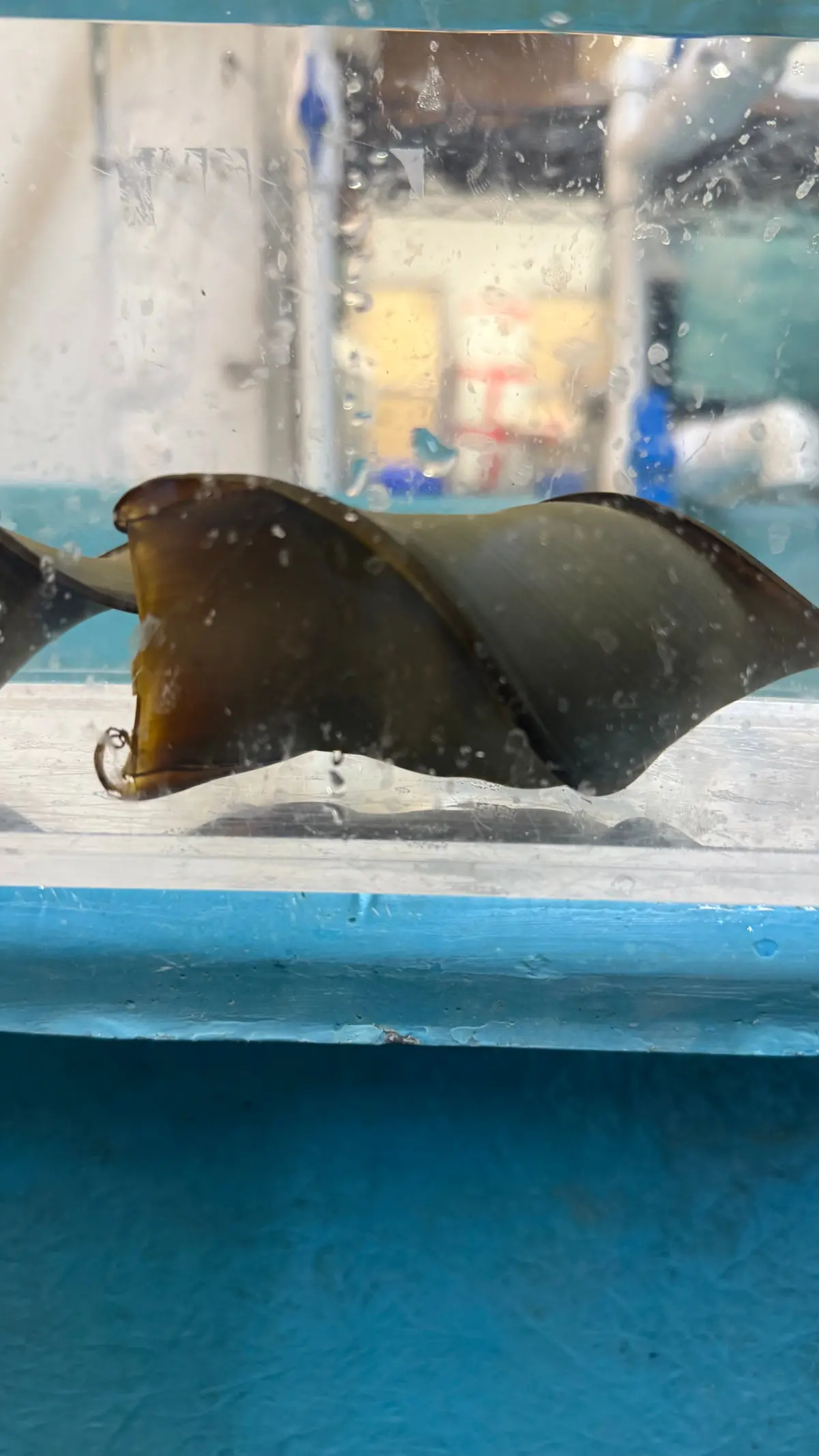 Zebra Horn Shark (Heterodontus Zebra) Egg 1