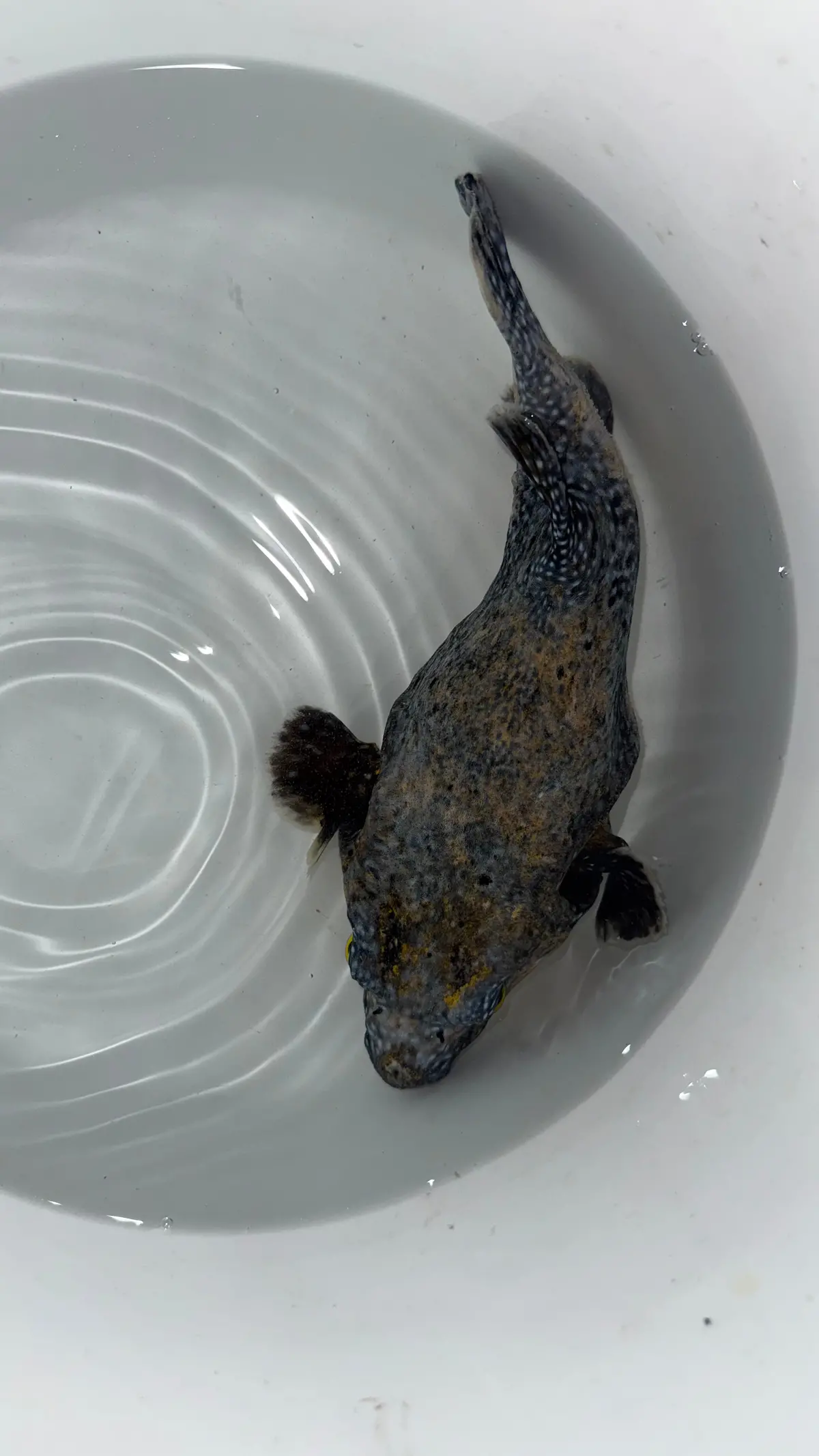 Transitioning Guinea Fowl/Golden Puffer Fish 10” 1