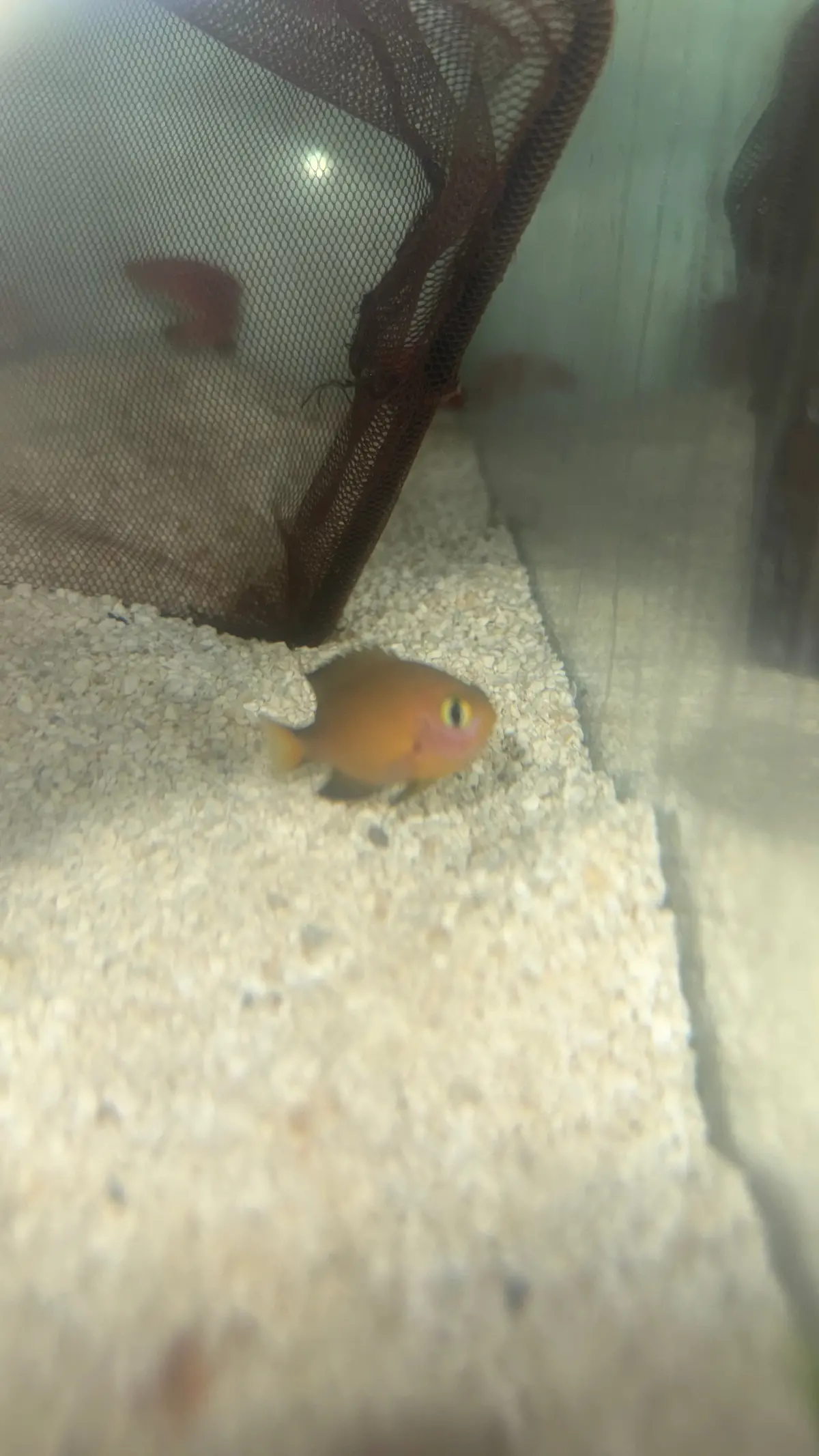 Agile Chromis | Pycnochromis Agilis 1