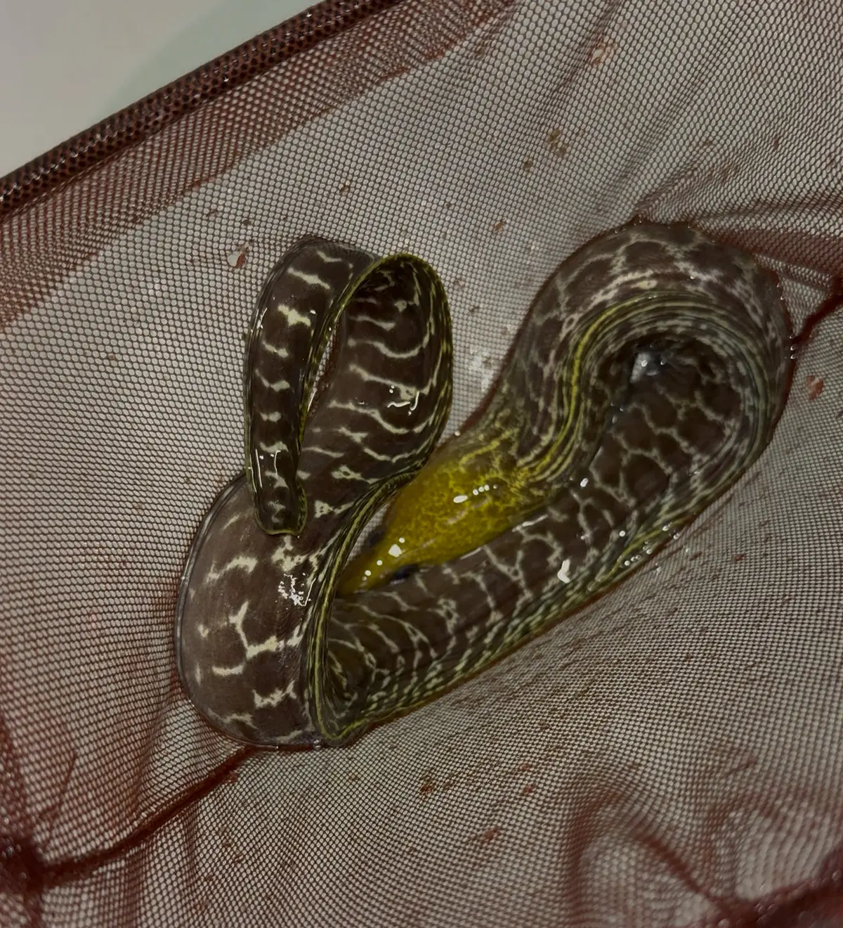 Undulated Moray (Gymnothorax Undulatus) 24-30" 1