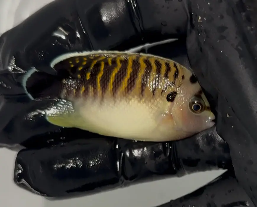 Tiger Angelfish (1.5-2.5” Juv) (Apolemichthys Kingi ) 1
